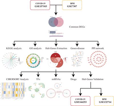 Identifying hub genes and common biological pathways between COVID-19 and benign prostatic hyperplasia by machine learning algorithms